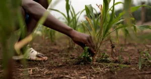 The Giving Series Part 3 He Gives Seed To The Sower